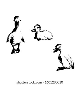 Beautiful little ducklings in different angles, mascara. Fluffy black and white birds, drake, duck, easter. Isolate on white. Stock illustration. For textile, paper, t-shirt design, easter cards.