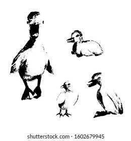 Beautiful little ducklings in different angles, mascara. Fluffy black and white birds, drake, duck, easter. Isolate on white. Stock illustration. For textile, paper, t-shirt design, easter cards.