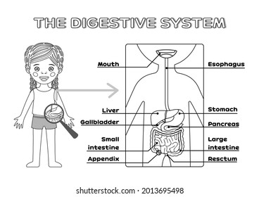 2,368 Human Digestive System Black And White Images, Stock Photos ...