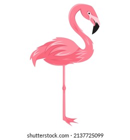 Beautiful Little Princess Pink Flamingo on White. Vector Illustration