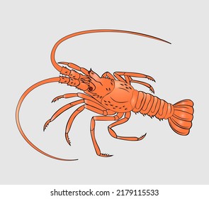 Beautiful lobster design file, lobster vector