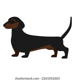 A beautiful and long dachshund obediently stands