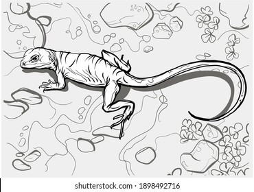 A beautiful long lizard. Reptile coloring page for children and adults, hand drawn illustration. A4 size. Design for wallpapers, packaging, postcards and posters. Black and white. Wild nature