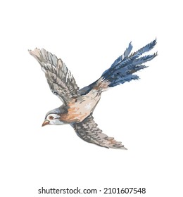 a beautiful long tailed bird vector