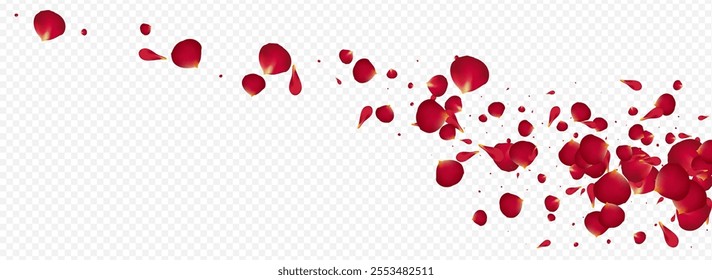 Beautiful Lotus Fall Vector Panoramic Transparent Background. Japanese Flower Pattern. Delicate Floral Beauty Wallpaper. Red Rose Blur Cover.