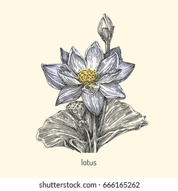 Beautiful lotus flower with a bud and a leaf. Vintage style. Vector illustration.
