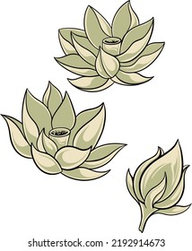 beautiful lotus flower design for template creation elements or other industrial needs