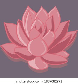 Beautiful lotus. Flower illustration. Editorial material. Pink flower. Plant on the water. Homemade succulent. Large pink flower. Illustration. Vector image of a plant.