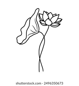 Beautiful Lotus water lily line art drawing on white background