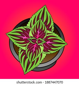 Beautiful and lovely coleus plant illustration