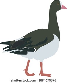 Beautiful and lovely goose on a white background
