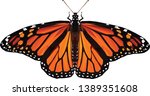 Beautiful low poly illustration of a monarch butterfly vector