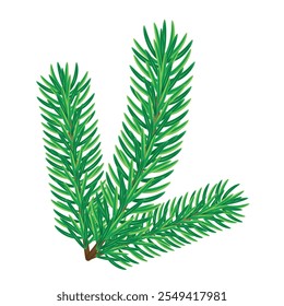 Beautiful lush pine branch on a white background, flat vector, isolate on white