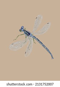 Beautiful macro artwork with a dragonfly hand drawn in vector and isolated on a craft background. Trendy imitation of a pencil color sketch in a realistic style, page from a entomological sketchbook.