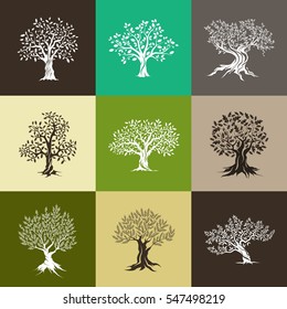 Beautiful magnificent olive and oak trees silhouette isolated on color background. Web infographic modern vector tree sign. Premium quality illustration logo design concept pictogram set.