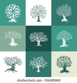 Beautiful magnificent olive and oak trees silhouette isolated on color background. Web infographic modern vector tree sign. Premium quality illustration logo design concept pictogram set.