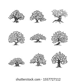 Beautiful magnificent olive tree silhouette icon set isolated on white. Modern virgin natural plant vector sign collection. Premium quality illustration organic ecological logo design emblem bundle.