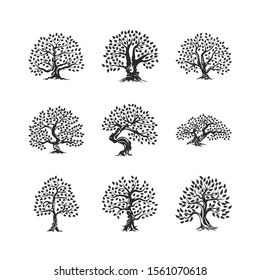 Beautiful magnificent olive tree silhouette icon set isolated on white. Modern virgin natural plant vector sign collection. Premium quality illustration organic ecological logo design emblem bundle.