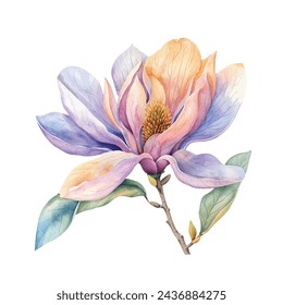 beautiful magnolia flower vector illustration in watercolour style