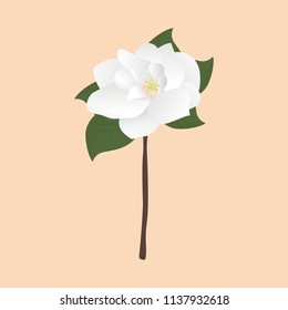 White Magnolia Flower Images, Stock Photos & Vectors | Shutterstock