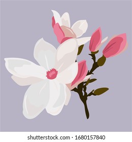 Beautiful magnolia flowers, great design for any purposes. Spring illustration. Floral background. Flower background. Vintage wallpaper. Watercolor illustration. White background.