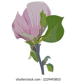 Beautiful magnolia tree flower. Flowering spring magnolia, vector Illustration isolated on white background.