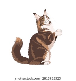 Beautiful Maine Coon Cat Vector Illustration Sitting and Begging Isolated on White Background