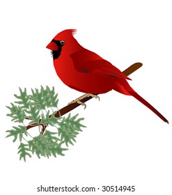 Beautiful Male Cardinal On a branch.