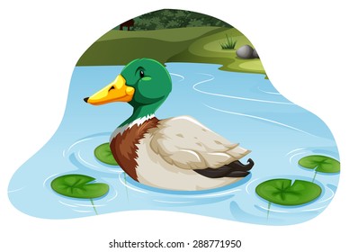 Beautiful Mallard duck swimming in a pond