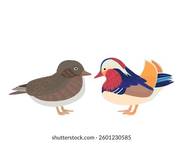 Beautiful mandarin duck couple vector illustration.