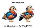 Beautiful Mandarin Duck on white background vector illustration