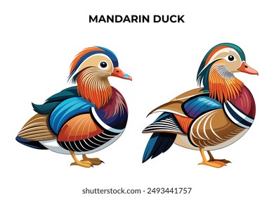 Beautiful Mandarin Duck on white background vector illustration