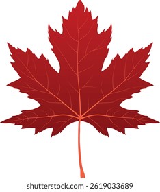 Beautiful Maple Leaf vector illustration 