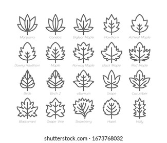 Beautiful Maple And Other Leaf Outline Line Icon Set Autumn Fall And Spring Concept Minimal Style Illustration Vector EPS 10.