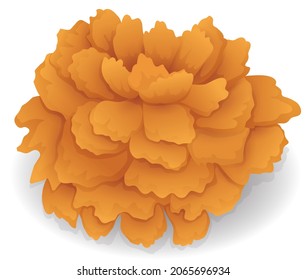 Beautiful marigold flower -or cempasuchil in Mexican culture- isolated over white background.