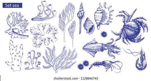 Beautiful marine set on yellow background. Marine residents. Vector