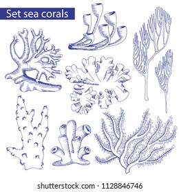 Beautiful marine set on yellow background. Marine residents. Vector