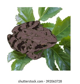 The beautiful meadow frog sits on green leaves.