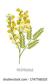 Beautiful mimosa flower flat vector illustration. Elegant wildflower with yellow petals. Greeting card, postcard design element. Gardening, horticulture symbol. Botany banner concept with typography