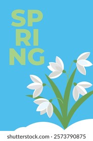 Beautiful minimalistic poster with blooming white snowdrops in the snow. Spring floral background. Postcard, cover, banner, flyer