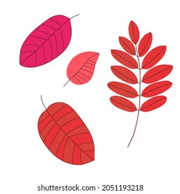 Beautiful minimalistic set of isolated autumn leaves. Acacia and bird cherry leaves in bright red and fuchsia color 