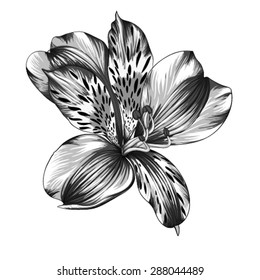 beautiful monochrome, black and white Alstroemeria flower with watercolor effect isolated on background. for greeting card and invitations of wedding, birthday, mother's day and other seasonal holiday