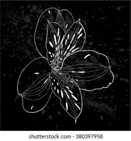 beautiful monochrome, black and white Alstroemeria flower isolated.  for design greeting card and invitation of the wedding, birthday, Valentine's Day, mother's day and other seasonal holiday