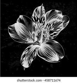 beautiful monochrome, black and white Alstroemeria flower with watercolor effect isolated on background. for greeting card and invitations of wedding, birthday, mother's day and other seasonal holiday