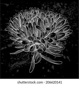 beautiful monochrome, black and white aster flower isolated. Hand-drawn contour lines and strokes.