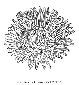 beautiful monochrome, black and white aster flower isolated. Hand-drawn contour lines and strokes. for greeting cards and invitations of wedding, birthday, mother's day and other seasonal holiday