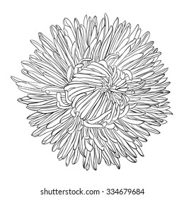 beautiful monochrome, black and white aster flower isolated. Hand-drawn contour lines and strokes. for greeting cards and invitations of wedding, birthday, mother's day and other seasonal holiday