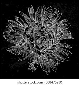 beautiful monochrome, black and white aster flower isolated. Hand-drawn contour lines and strokes. for greeting cards and invitations of wedding, birthday, mother's day and other seasonal holiday