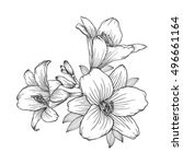 beautiful monochrome black and white bouquet lily isolated on background. Hand-drawn. design greeting card and invitation of the wedding, birthday, Valentine's Day, mother's day and other holiday