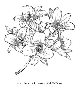 beautiful monochrome black and white bouquet lily isolated on background. Hand-drawn. design greeting card and invitation of the wedding, birthday, Valentine's Day, mother's day and other holiday